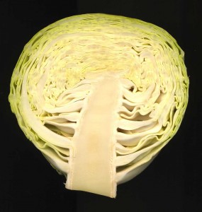 cabbage_head